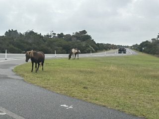 Two wild ponies grazing on a grassy verge beside the road on Assateague Island under grey skies