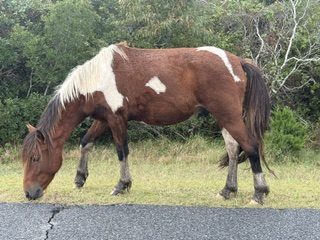 A brown-and-white wild pony grazing on the grass at the roadside on Assateague Island