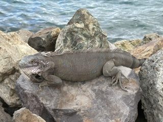 A large iguana basking on a sunlit boulder beside turquoise Caribbean water