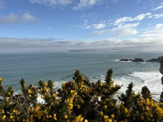Bright yellow gorse in the foreground with sea cliffs and breaking waves across the bay on the Irish coast